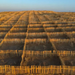 Bamboos to beat desertification: China turns fast-growing grass into green sand barriers